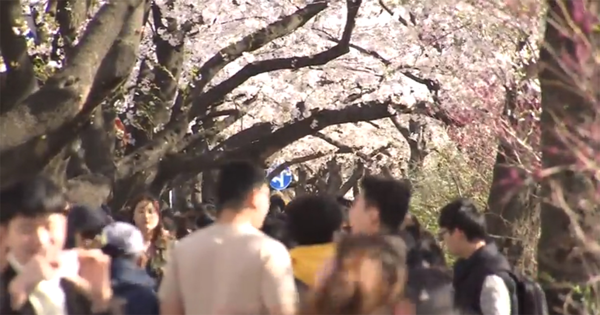 Yeouido Cherry Blossom Festival