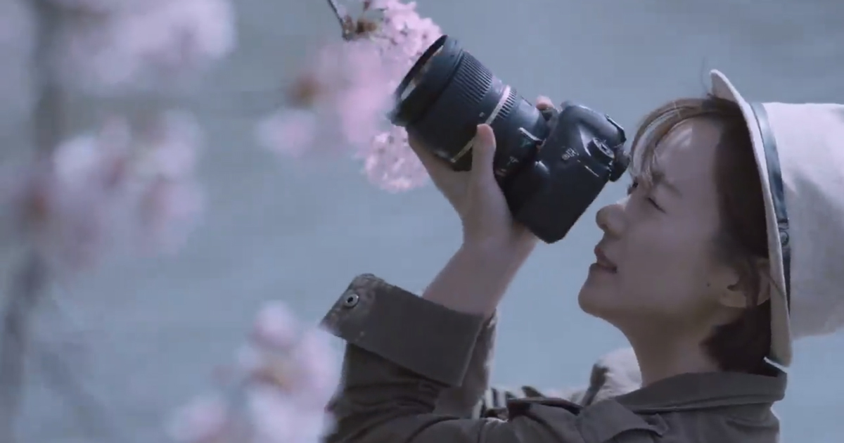 Spring Blossom in Korea