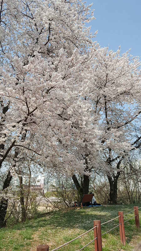 ทัวร์เกาหลี K-Very Yummy  13 - 17 เมษายน 2559